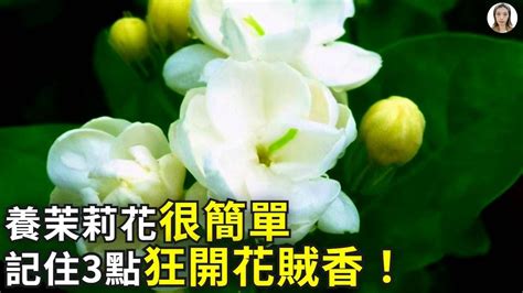 茉莉花種植|茉莉花養護，記住12個字，種一顆活一顆，棵棵開。